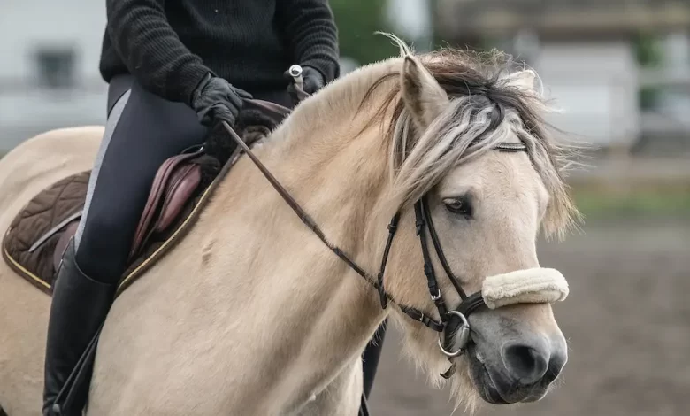 Which of The Following Technologies Precedes Horsemanship?