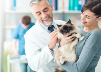 How Often Do You Take A Cat To The Vet